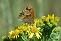 meadow brown butterfly-3